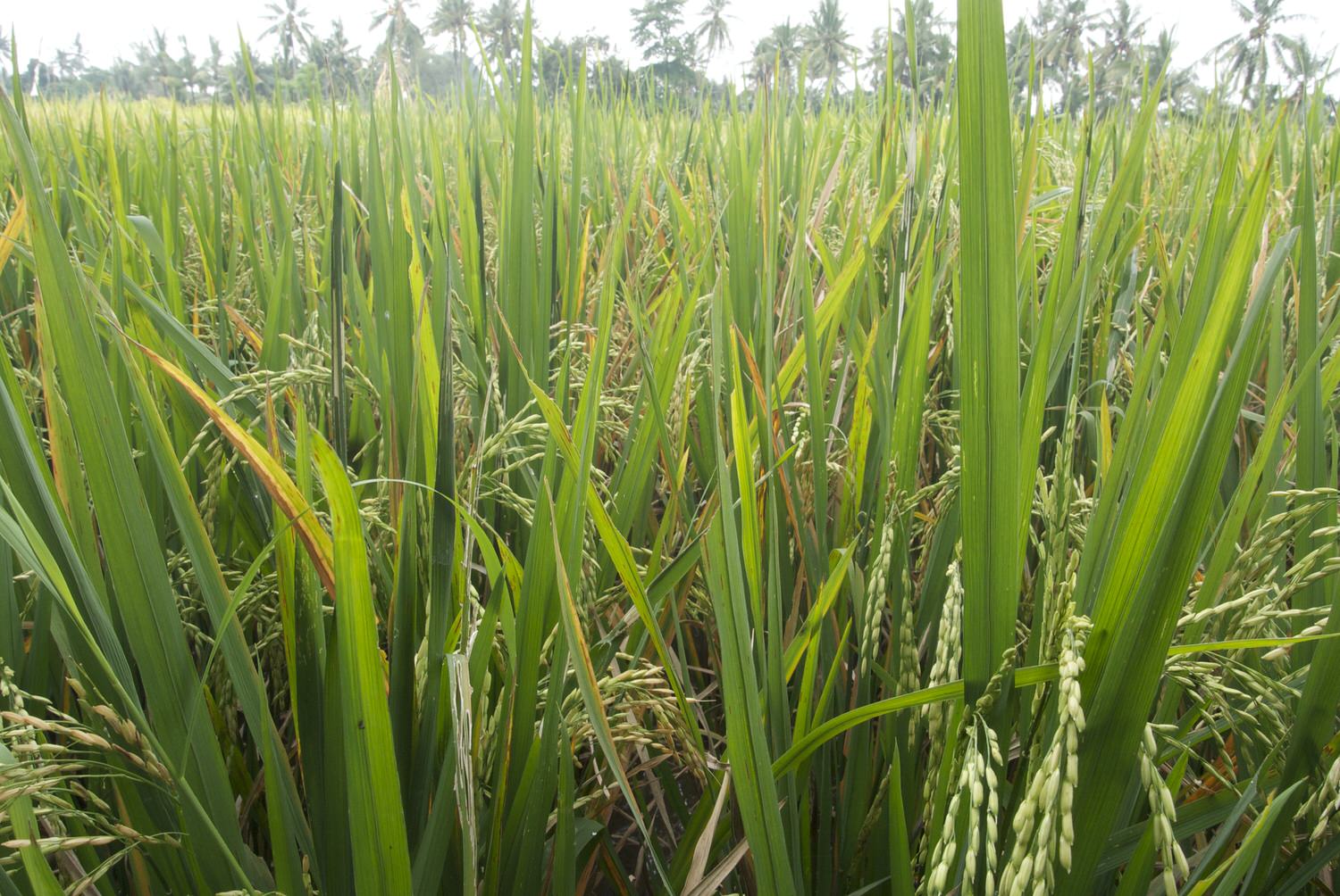 Bali Rice Fields