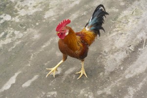 Rooster in Bali