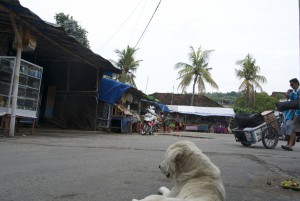 Everyday Life in Padang bai