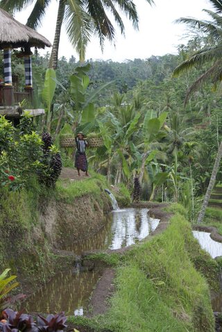 Man in Rice fields, Ubud