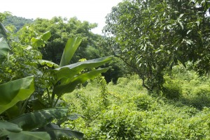 Nusa Lembongan Greenery