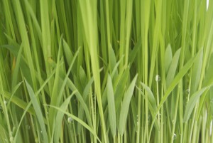 Reeds of Grass