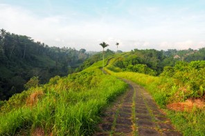 Campuhan Ridge Walk Ubud