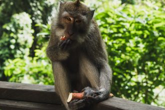 Ubud Monkey Forest Bali