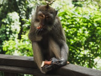 Ubud Monkey Forest Bali